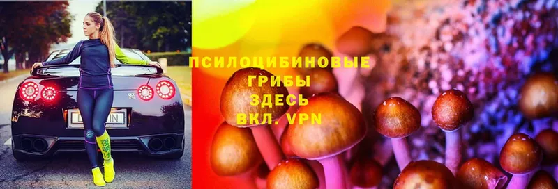 купить  сайты  Набережные Челны  Псилоцибиновые грибы Cubensis 